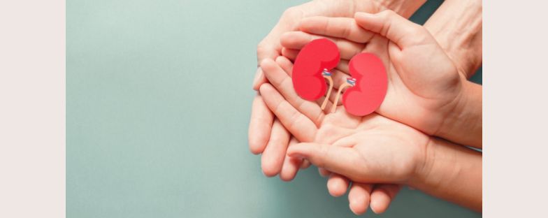 Giornata Mondiale del Rene: al San Raffaele screening di prevenzione gratuiti per sensibilizzare sulla salute renale